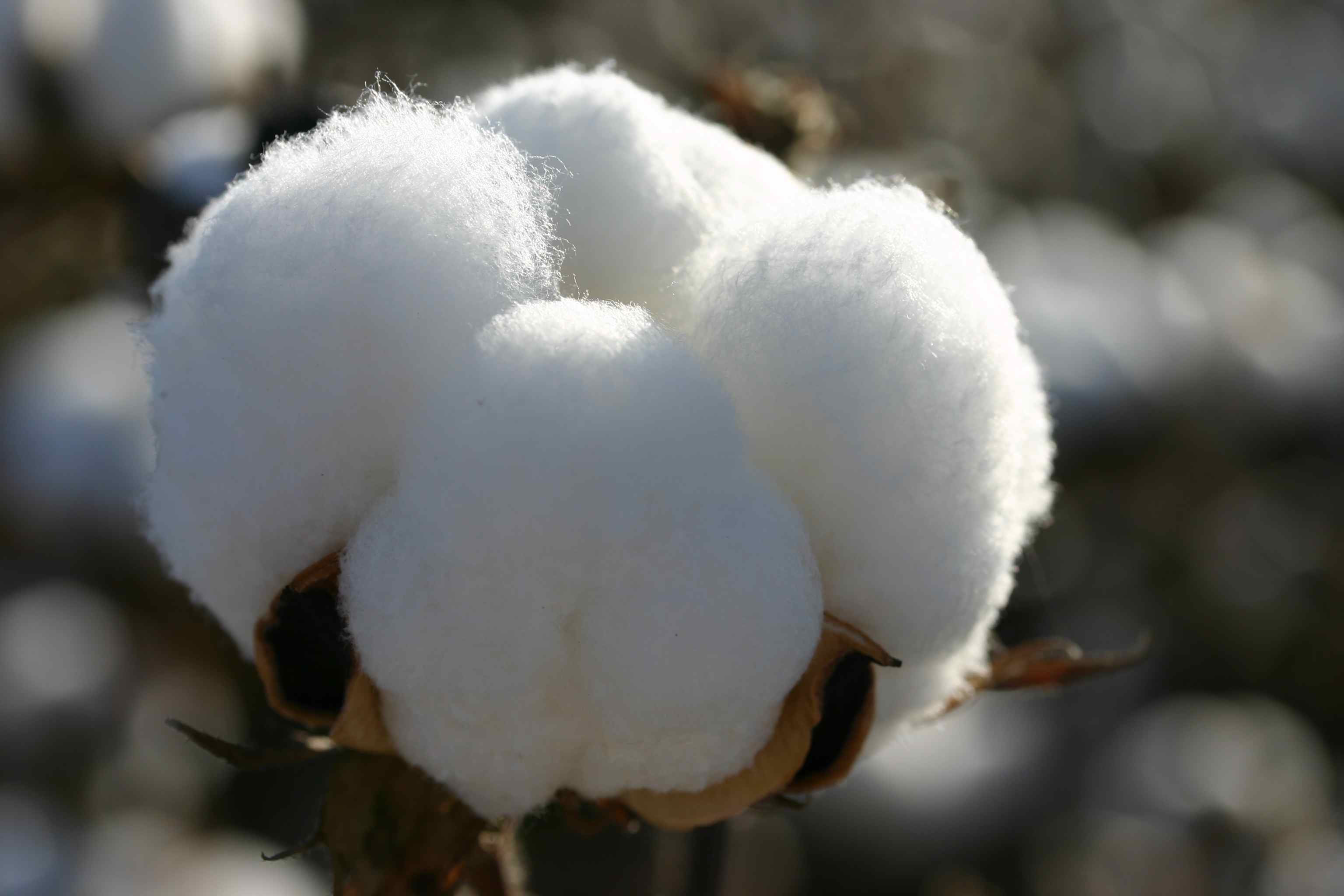 Cotton Growers in Dire Straits | Financial Tribune